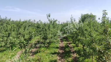 阿克苏阿克苏市 8.17亩 其它林地 经营权转包