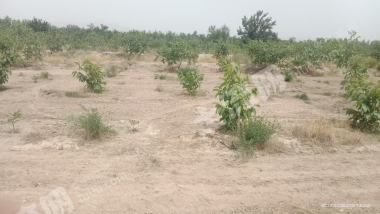 阿克苏温宿县 21.3亩 其它林地 经营权转包