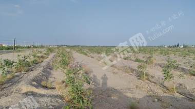 阿克苏温宿县 5041.8亩 其它林地 经营权出租