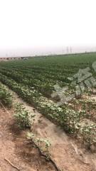 阿克苏温宿县 129亩 水浇地 经营权转包