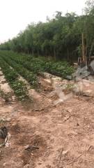 阿克苏温宿县 129亩 水浇地 经营权转包