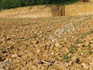 玉溪峨山彝族自治县 6.5亩 水浇地 经营权出租