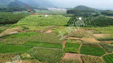 南宁上林县 60亩 旱地 经营权出租