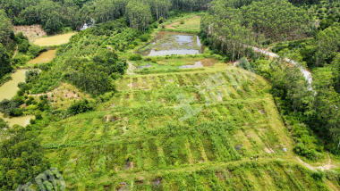 南宁上林县 60亩 水田 经营权出租