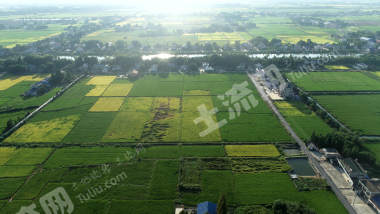 益阳赫山区565.72亩水田经营权出租