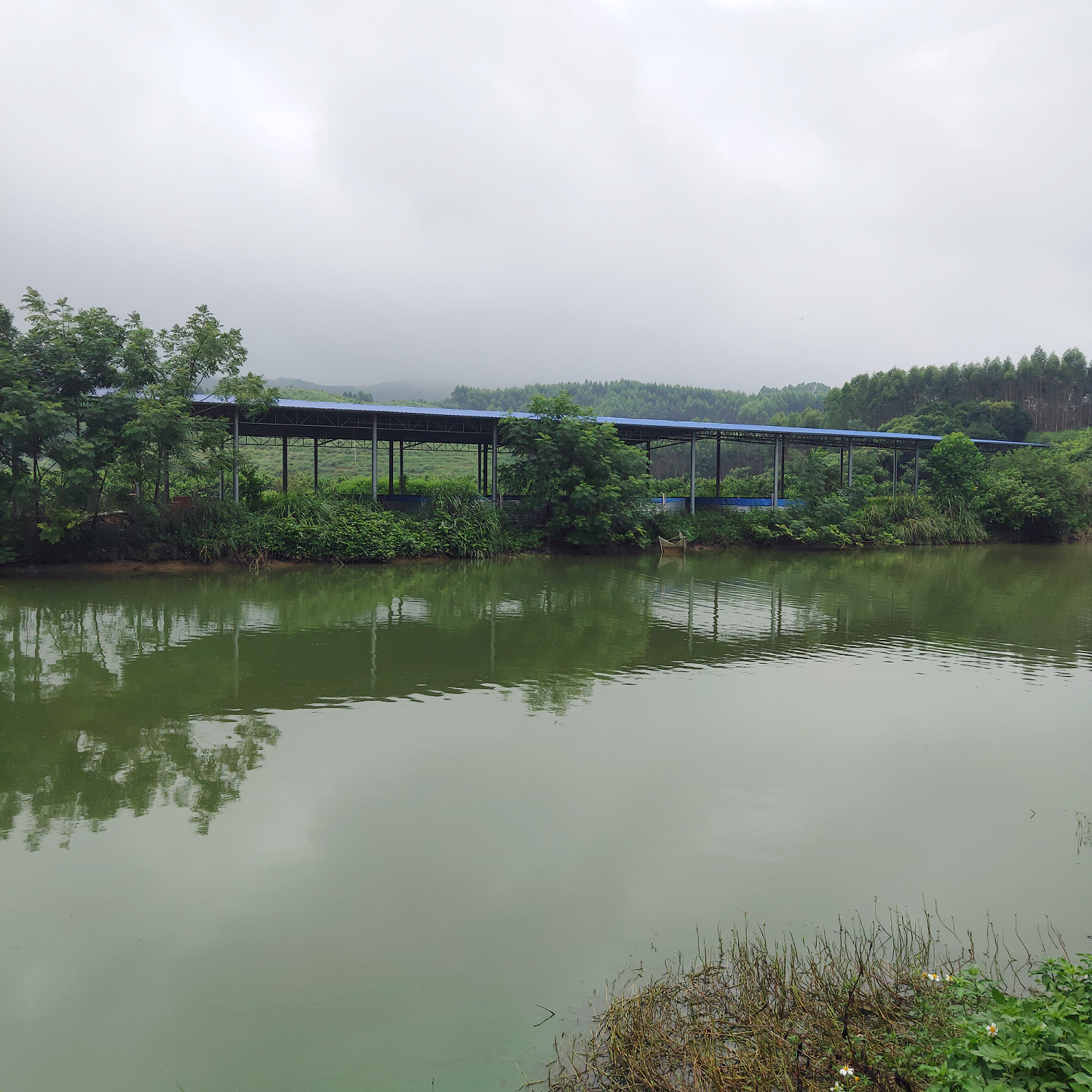 南宁上林县 3亩 坑塘水面 经营权出租