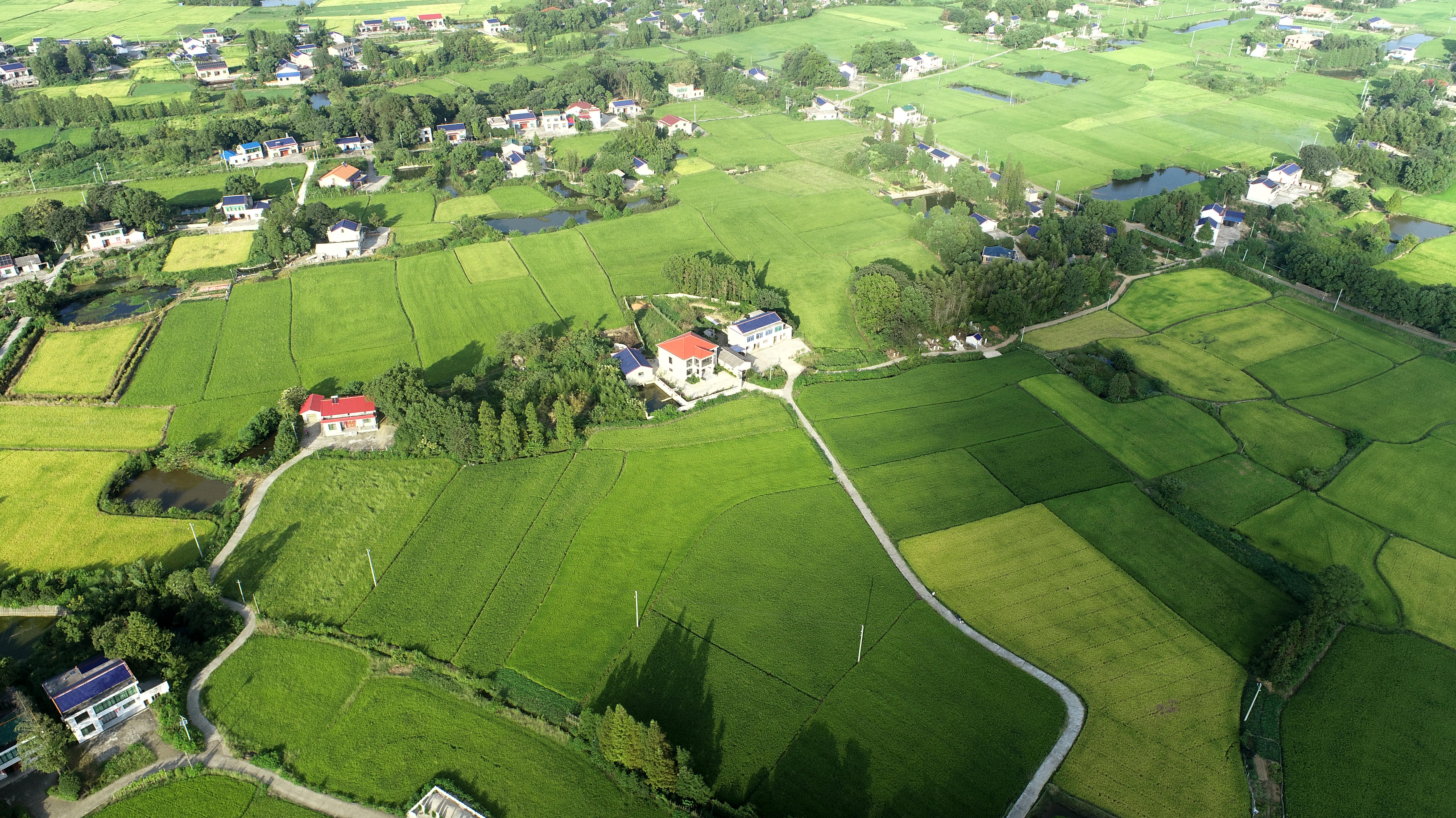 益阳赫山区513.68亩水田经营权出租