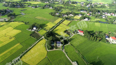 益阳赫山区513.68亩水田经营权出租