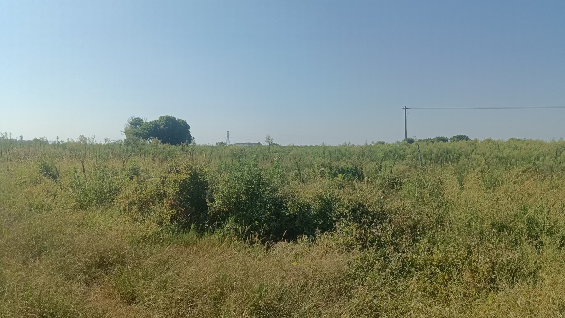 宜春高安市 210亩 水浇地 经营权出租