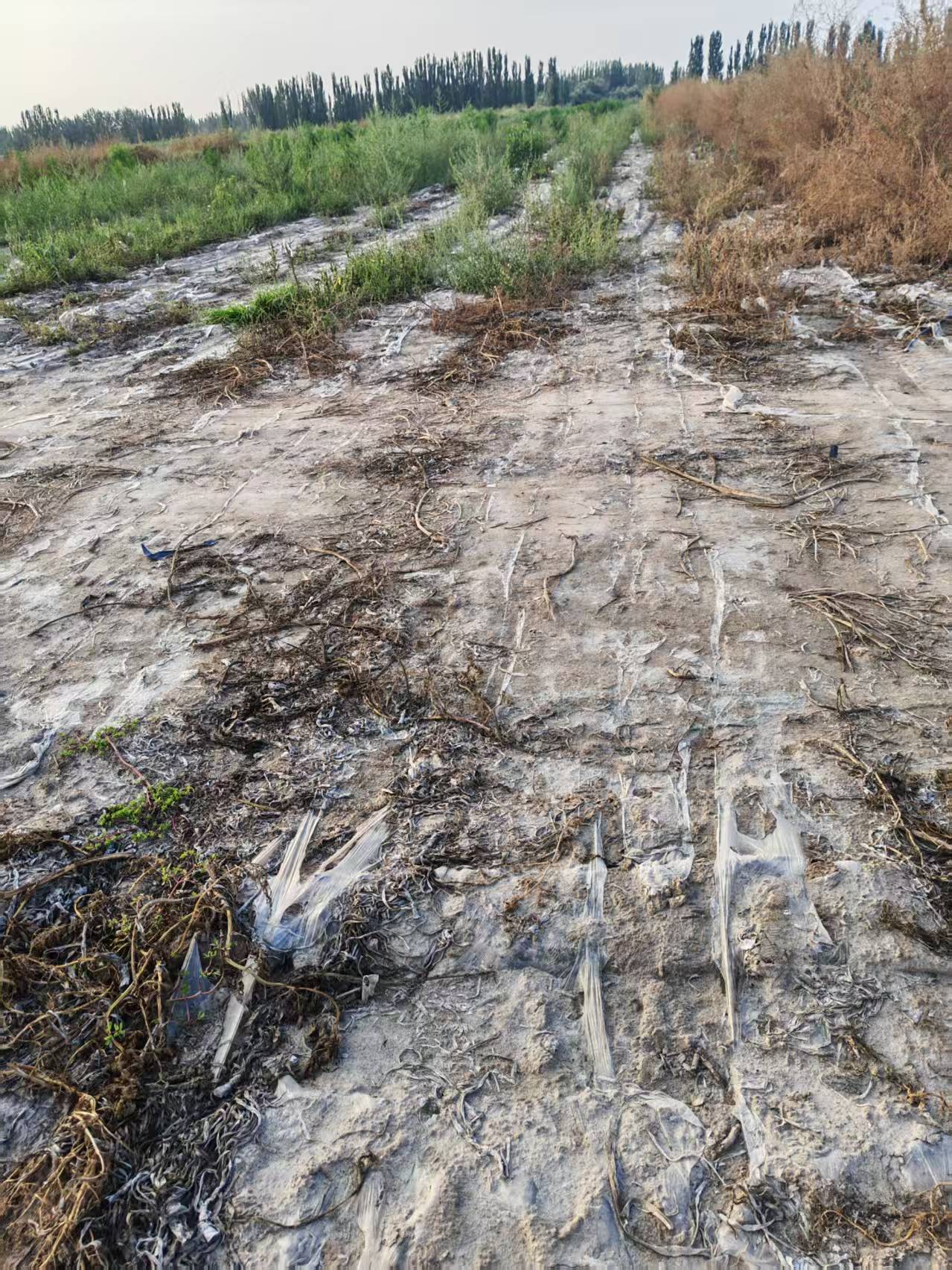 阿克苏温宿县 21亩 其它林地 经营权转包