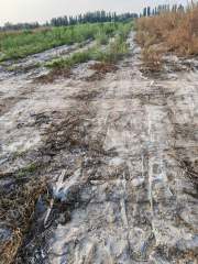 阿克苏温宿县 21亩 其它林地 经营权转包