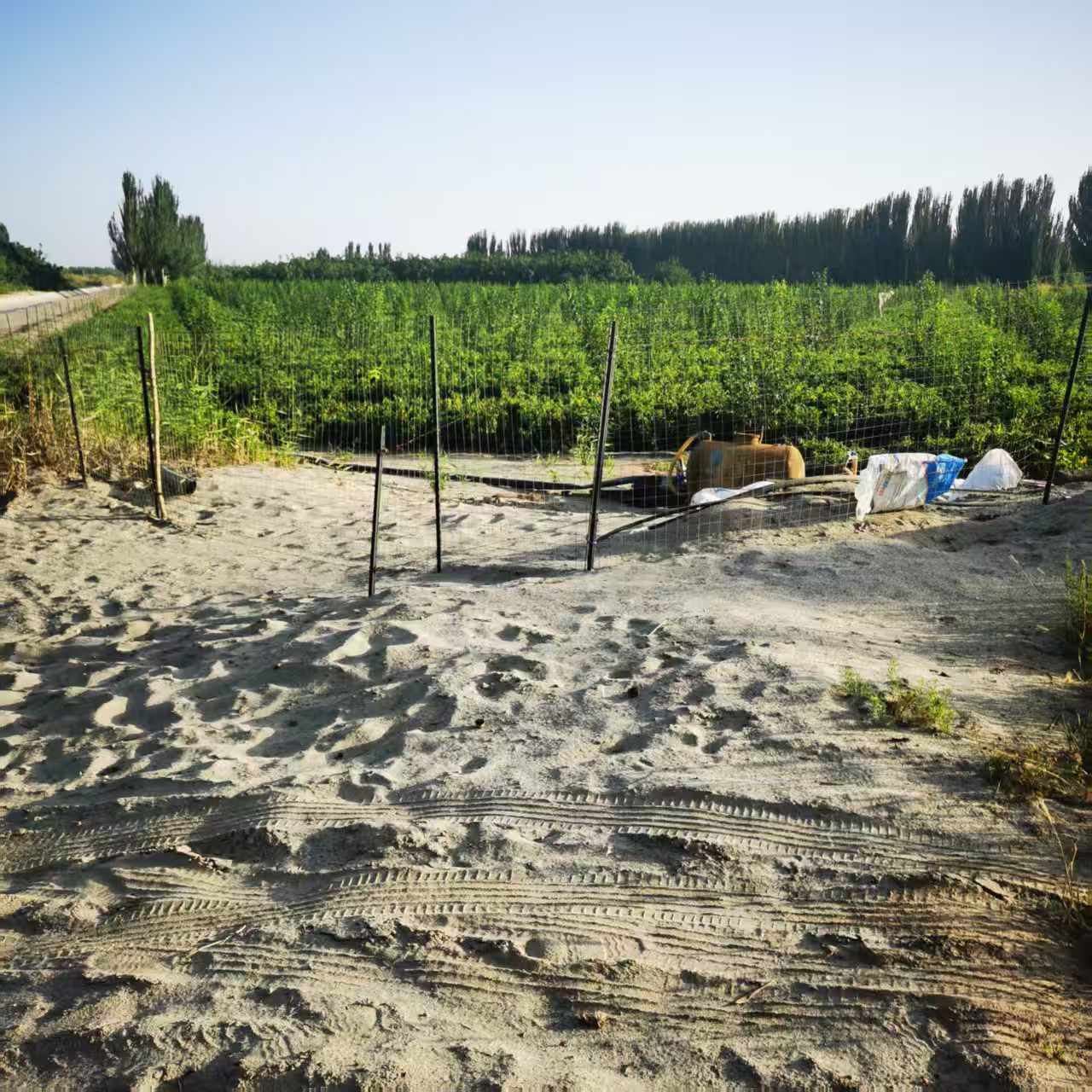 阿克苏温宿县 10亩 其它林地 经营权转包