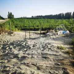 阿克苏温宿县 10亩 其它林地 经营权转包