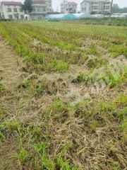 岳阳临湘市 1280亩 水田 经营权出租