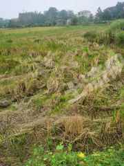 岳阳临湘市 1888亩 水田 经营权出租