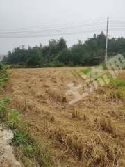 岳阳临湘市 1280亩 水田 经营权出租