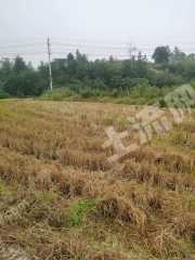 岳阳临湘市 2993.2亩 水田 经营权出租