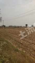 濮阳南乐县 370亩 水浇地 经营权出租