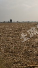 濮阳南乐县 370亩 水浇地 经营权出租