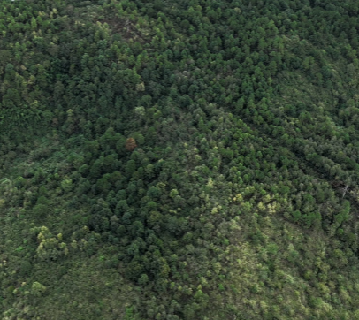 邵阳邵阳县 340亩 乔木林地 经营权出租