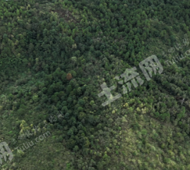 邵阳邵阳县 340亩 乔木林地 经营权出租