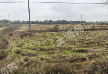 宜春高安市 150亩 水田 经营权出租