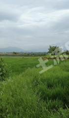 九江庐山市660.0亩水浇地经营权出租