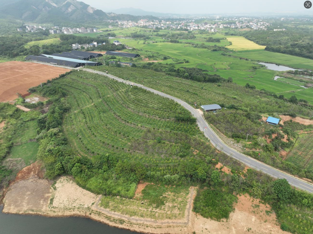 九江庐山市 140亩 果园 经营权出租