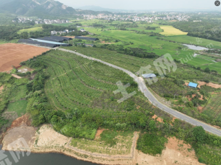 九江庐山市 140亩 果园 经营权出租