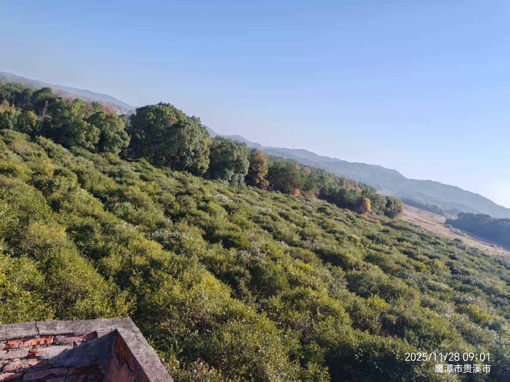 鹰潭贵溪市 44亩 果园 经营权出租