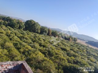 鹰潭贵溪市 44亩 果园 经营权出租