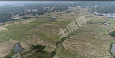 益阳赫山区 174.09亩 水田 经营权出租