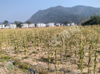 九江庐山市 190亩 水浇地 经营权出租