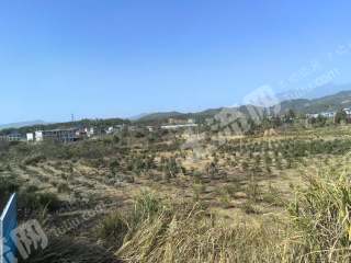 九江庐山市 80亩 茶园 经营权出租