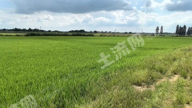 九江庐山市 38.8亩 水浇地 经营权出租