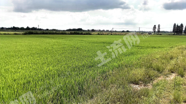 九江庐山市 38.8亩 水浇地 经营权出租