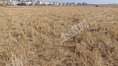 新余渝水区 25亩 水浇地 经营权出租