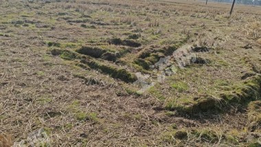 新余渝水区 25亩 水浇地 经营权出租