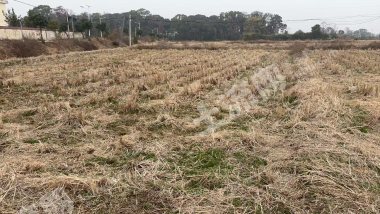 宜春高安市 200亩 水田 经营权出租