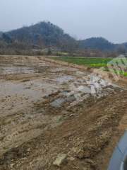 岳阳临湘市 615.14亩 水田 经营权出租