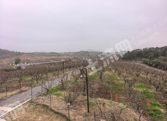 九江庐山市 200亩 果园 经营权出租