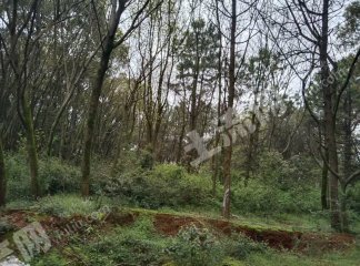 宜春高安市 2000亩 乔木林地 经营权出租