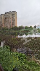 宜春高安市 15亩 坑塘水面 经营权出租