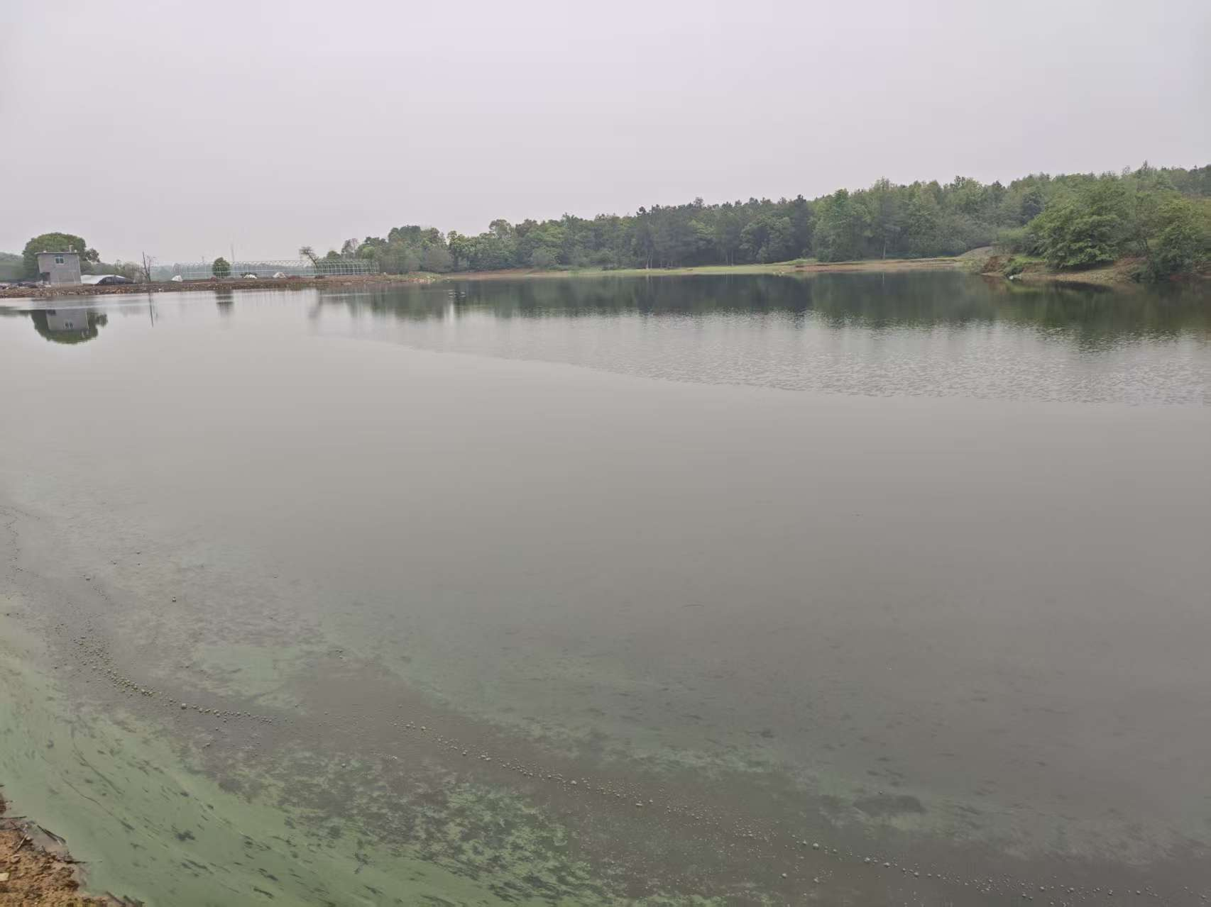 宜春高安市 115亩 水库水面 经营权出租