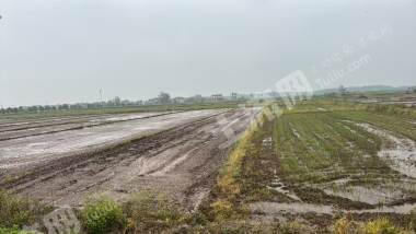 岳阳临湘市 1301.38亩 水田 经营权出租