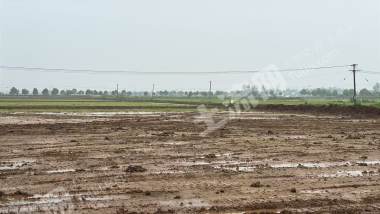 岳阳临湘市 496.83亩 水田 经营权出租