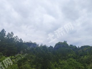 邵阳邵阳县 20.45亩 乔木林地 经营权出租