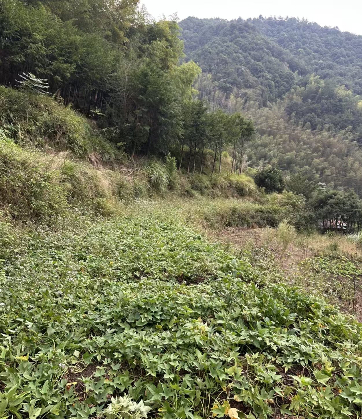邵阳邵阳县 76亩 水浇地 经营权出租