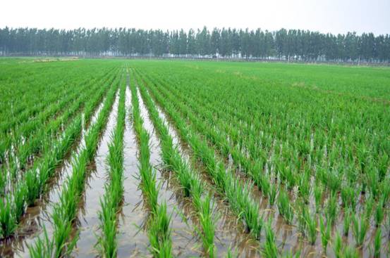 邵阳邵阳县 30亩 水田 经营权出租