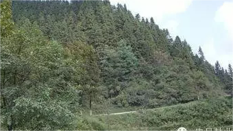 邵阳邵阳县 30亩 其它林地 经营权出租